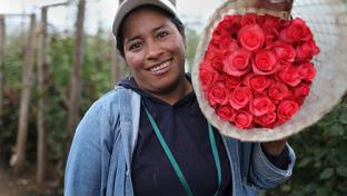 Fair Trade Roses Teaser